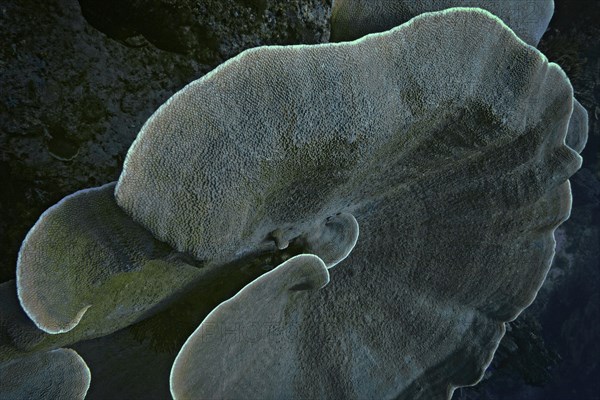 Velvet Coral (Montipora sp.)