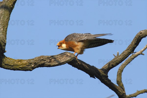 Red-footed Falcon (Falco vespertinus)