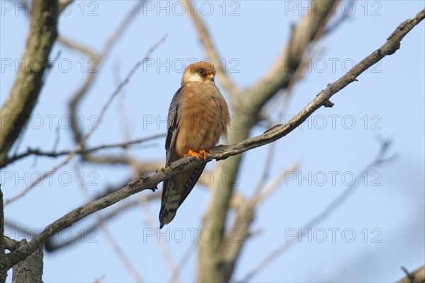 Red-footed Falcon (Falco vespertinus)