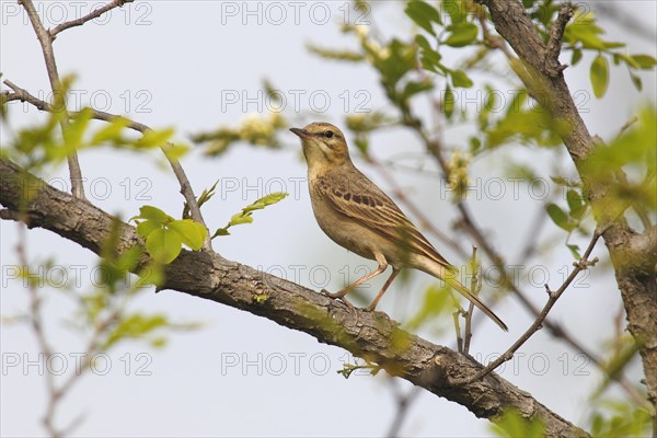 Tawny Pipit (Anthus campestris)