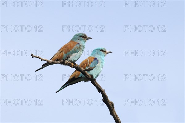 European Rollers (Coracias garrulus)