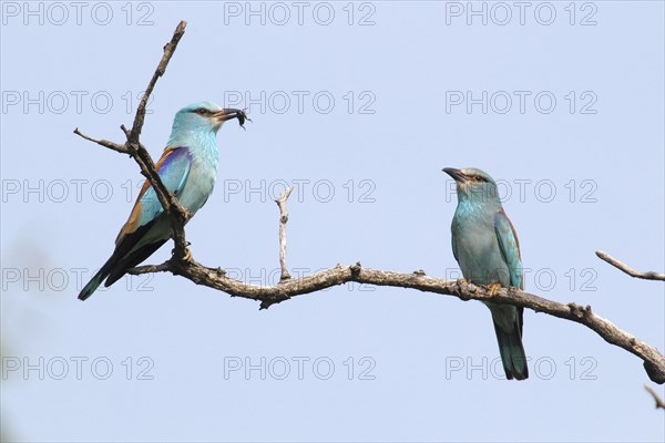 European Rollers (coracias garrulus)