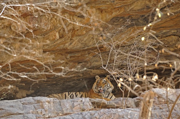 Tiger (Panthera tigris) resting in a cave