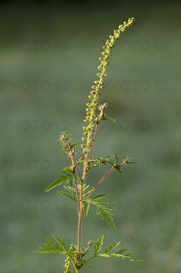 Common Ragweed (Ambrosia artemisiifolia)