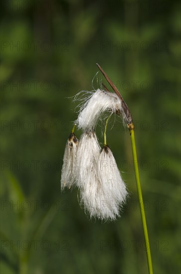 Common Cottongrass (Eriophorum angustifolium)