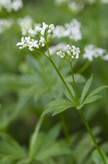 Woodruff (Galium odoratum)