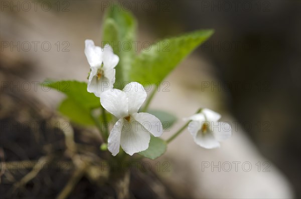 White Violet (Viola alba)