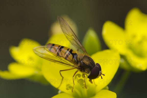 Marmalade Hoverfly (Episyrphus balteatus)