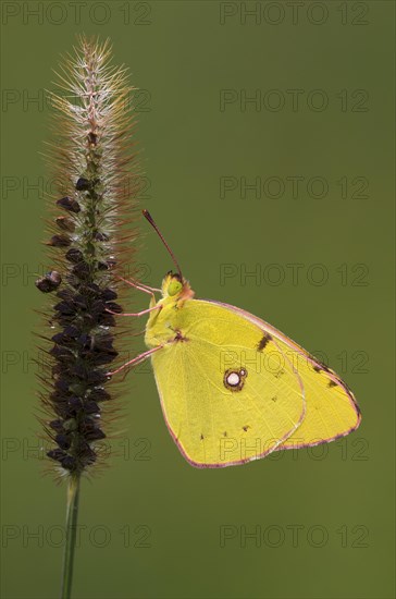 Pale Clouded Yellow (Colias hyale)