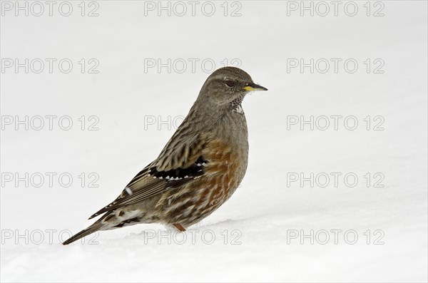 Alpine Accentor (Prunella collaris) in the snow