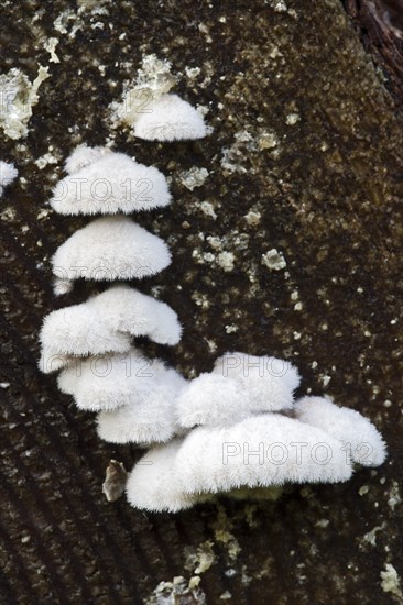 Split Gill (Schizophyllum commune)