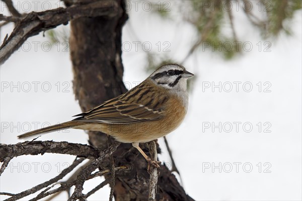 Rock Bunting (Emberiza cia)