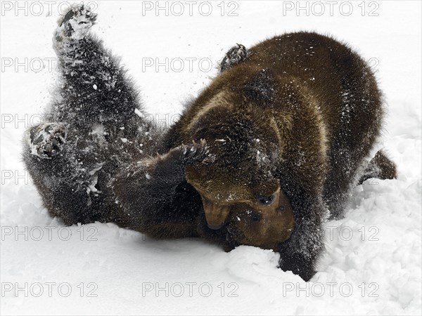 European Brown Bears (Ursus arctos) tussle in the snow