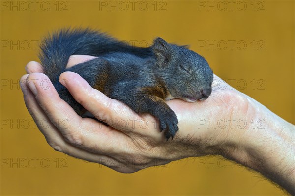 Red Squirrel (Sciurus vulgaris)