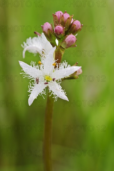 Bogbean (Menyanthes trifoliata)