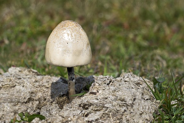 Shiny Mottlegill or Egghead Mottlegill (Panaeolus semiovatus)