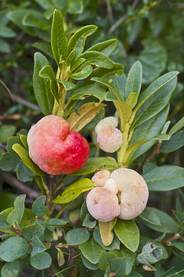 Snow-rose or Rusty-leaved Alpenrose (Rhododendron ferrugineum)