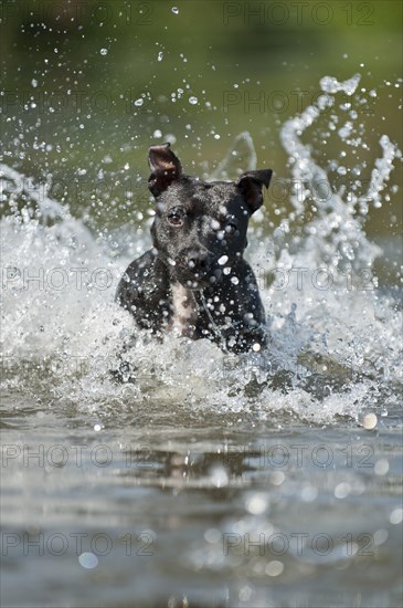 Old English Staffordshire Bull Terrier