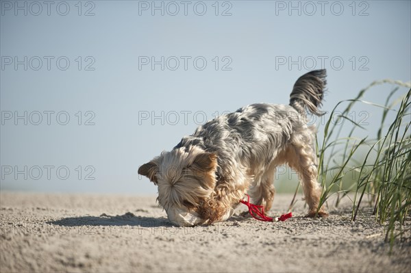 Yorkshire Terrier dog fetching a feed bag