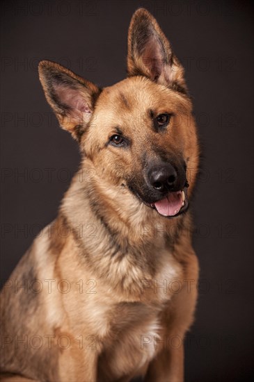 Shepherd mix dog