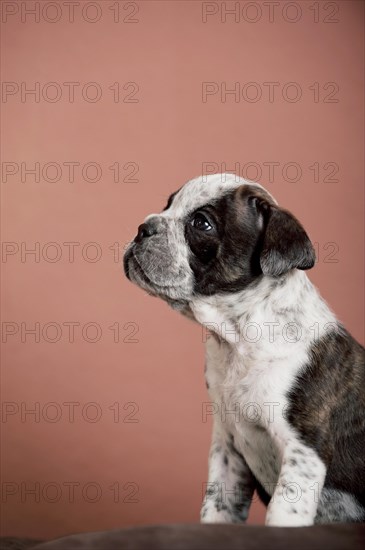 Olde English Bulldog