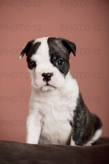 Olde English Bulldog