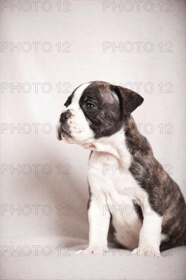 Olde English Bulldog