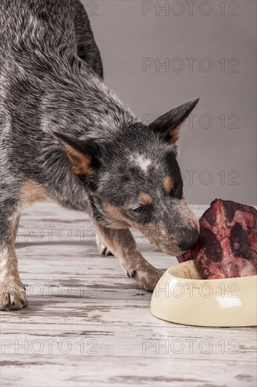 Australian Cattle Dog