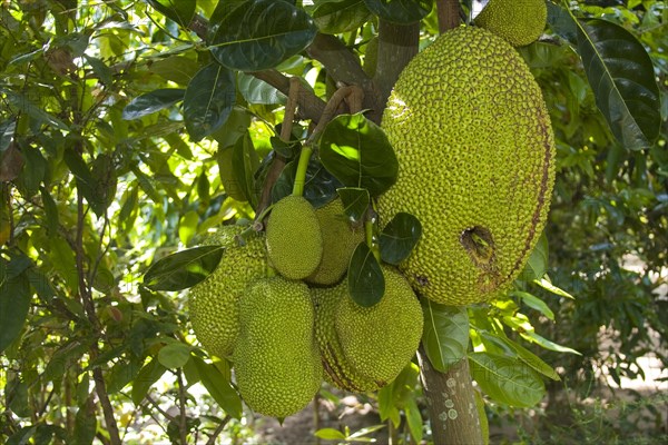 Fruit on a Jackfruit tree (Artocarpus heterophyllus)