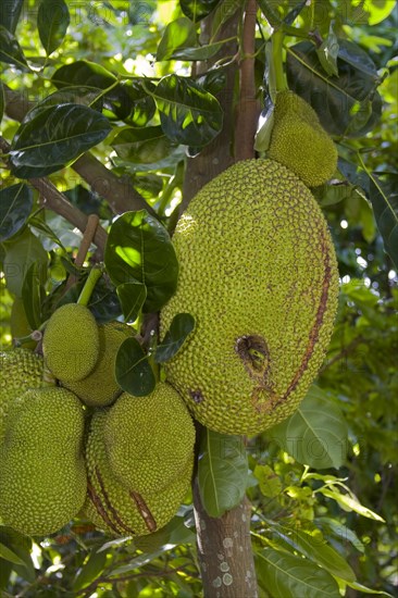 Fruit on a Jackfruit tree (Artocarpus heterophyllus)