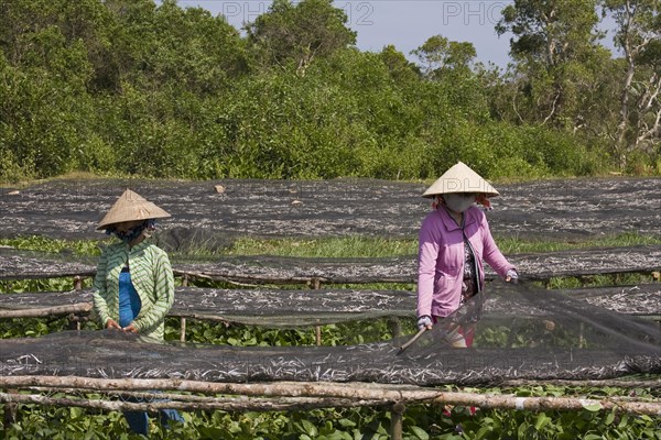 Vietnamese women sorting freshly caught fish