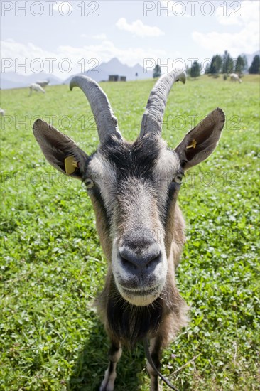 Goat on a pasture