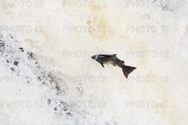 Atlantic salmon (Salmo salar) leaping The Falls of Shin