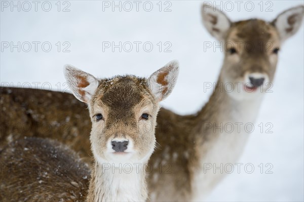 Fallow Deer (Dama dama)