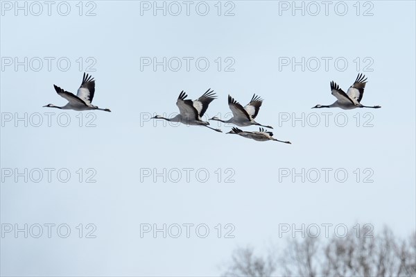 Cranes (Grus grus) in flight