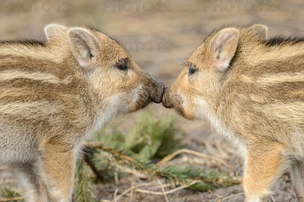 Wild boar (Sus scrofa)