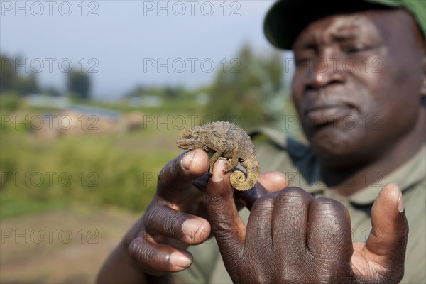 Gamekeeper shows a small Chameleon (Chamaeleonidae)