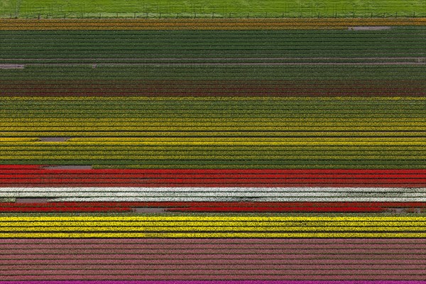 Tulip fields