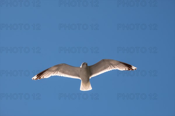 Mantled gull (Larus marinus) in flight