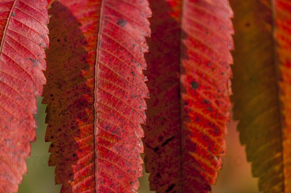 Staghorn Sumac (Rhus typhina)