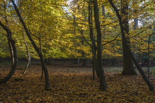 Autumn forest