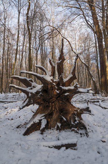 Roots of a fallen tree in a snowy forest