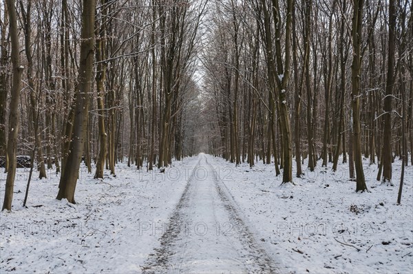 Snow-covered woodland path in a beech forest