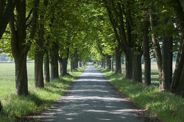 Chestnut tree avenue in spring