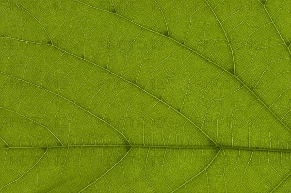 Leaf structure of a Large-leaved Lime (Tilia platyphyllos) in transmitted light