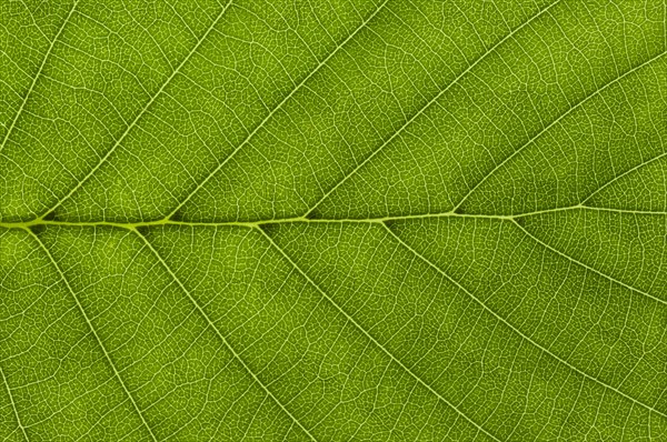 Leaf structure of a Black Alder (Alnus glutinosa) in transmitted light