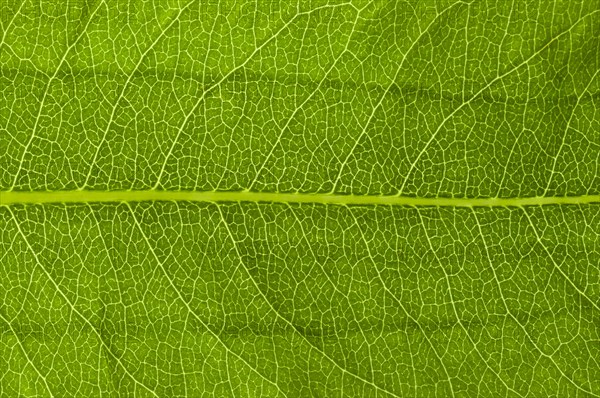 Leaf structure of a Bistort (Bistorta officinalis) in transmitted light