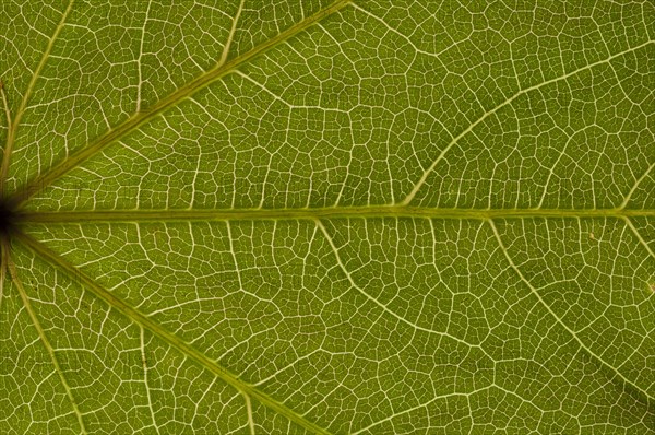 Sheet structure of the tricuspid creeper (Parthenocissus tricuspidata) in transmitted light