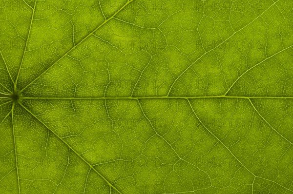 Leaf structure of a Maple (Acer) in transmitted light