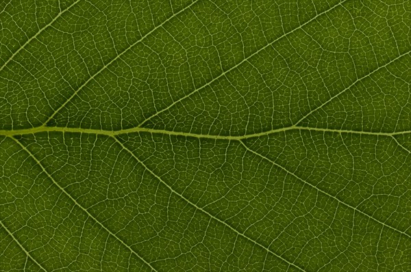 Leaf structure of a Downy Birch (Betula pubescens)